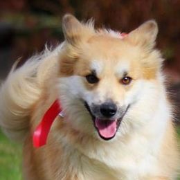 Icelandic Sheepdogs from Greenbrier Icelandics