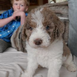 Labradoodle Puppies from Daisy's Labradoodles