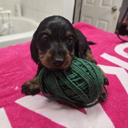 Boy 2 - Blue and tan male Dachshund puppy in Colorado from Keliaire Long Hair Mini Dachshunds