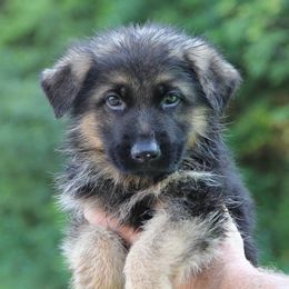 German Shepherds from Stormies German Sherperds