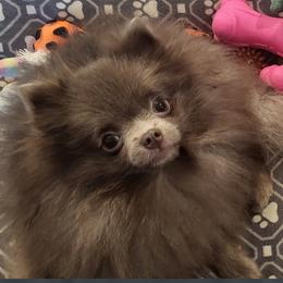 Anya - Pomeranian