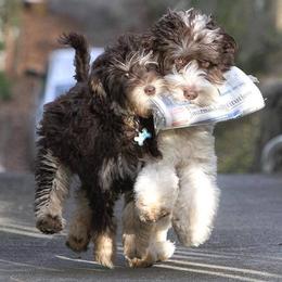 Australian Labradoodles from Southern Charm Labradoodles