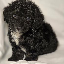 Mercedes - Black and white female Cockapoo puppy in West Point, Mississippi from Golden Paws