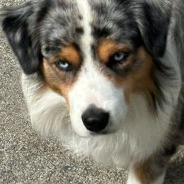 Gus - Miniature American Shepherd