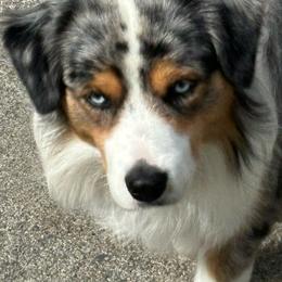 Gus - Miniature American Shepherd