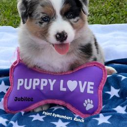 Jubilee - Blue merle female Australian Shepherd puppy in Magee, Mississippi from Paint ByNumbers Ranch