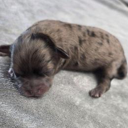 Kenny Rogers - Merle male Shihpoo puppy in Delphos, Ohio from Route 66 Puppies