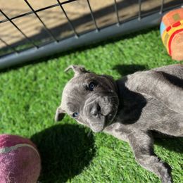 Cane Corso and Lowchen Puppies from High Royal Kennel