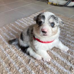 Oreo - Blue merle and white female American Corgi puppy in Register, Florida from Southern Georgia Corgi Loafs