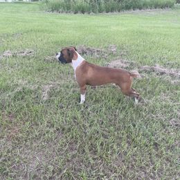 Rocky - Boxer