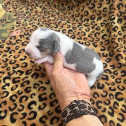 Blue Bonnet - Gray (blue) and cream female Dachshund puppy in Lincoln, Arkansas from Red Dirt Dachshunds