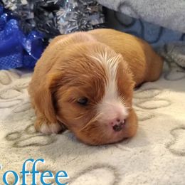 Toffee - Ruby male Cavalier King Charles Spaniel puppy in Rockville, Maryland from Skais the Limit Cavaliers