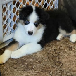 Boy 5 - male Australian Shepherd puppy in Princeton, West Virginia from Nana's Wild and Wonderful Aussies