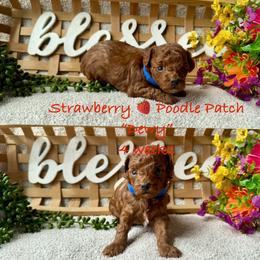 Dewy - Red  male Poodle puppy in Boyes, Montana from Strawberry Poodle Patch