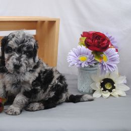 Goldendoodle Puppies from Obsidian Creek Doodles LLC