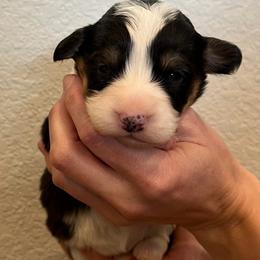 Midnight (fluffy) - Black and tan female Pembroke Welsh Corgi puppy in Waco, Texas from The Comma Corgis