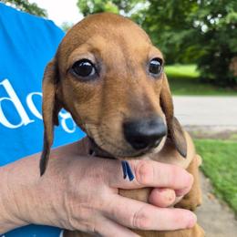 Lindsey- Blue - Red male Dachshund puppy in Frankfort, Kentucky from Gigi's Dachshunds