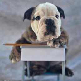 Boston Terrier, Bulldog, and French Bulldog Puppies from Willamette Valley Bullies
