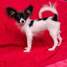 Fudge - White black and tan female Papillon puppy in Lineville, Alabama from TimberLane Papillon's