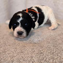 Thor - Black and white male Sheepadoodle puppy in Ashton, Idaho from Kerr Kanine Ranch