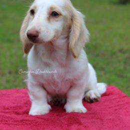 Dash- AKC - Red male Dachshund puppy in Huntington, Texas from Camacho_Dachshunds