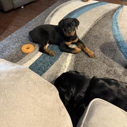Rottweiler Puppies from CG Rottweilers