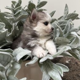 Meadow - Wolf sable female Pomsky puppy in Cave Creek, Arizona from Arizona Luxury Pomskies