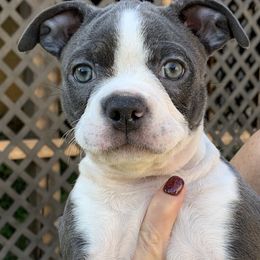 Pinto - Brindle and white Boston Terrier puppy in Elkview, West Virginia from Almost Heaven Boston Terriers
