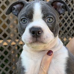 Pinto - Brindle and white Boston Terrier puppy in Elkview, West Virginia from Almost Heaven Boston Terriers
