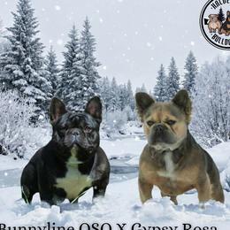French Bulldog puppies from Halverson Bulldogges
