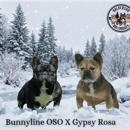 French Bulldog puppies from Halverson Bulldogges