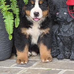 Denver - Black tan and white male Bernese Mountain Dog puppy in Gaffney, South Carolina from Circle D Farms