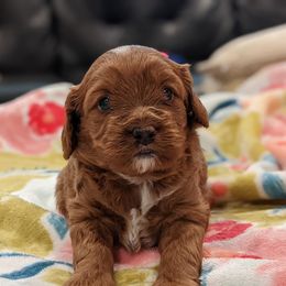 Cavapoo and Whoodle Puppies from Gardner Lane Puppies