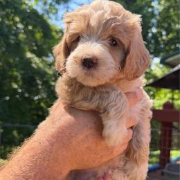 Prius - Yellow and white female Bernedoodle puppy in Campbellsville, Kentucky from Blue Belle Hills Bernedoodles