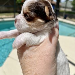 Juliet - Chocolate, tan and white female Yorkshire Terrier puppy in Eustis, Florida from Angel Spun Yorkies