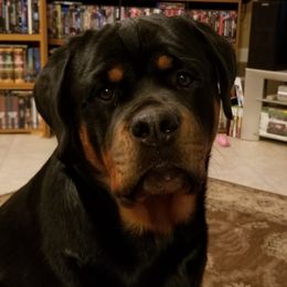 Garnet - Rottweiler