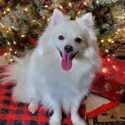 Bailey - American Eskimo Dog