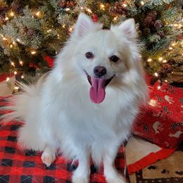 Bailey - American Eskimo Dog