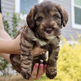 Labradoodle Puppies from Circle City Labradoodles