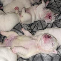 Bulldog and French Bulldog Puppies from The Georgia Bully Bunch