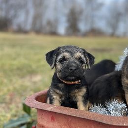 Border Terrier and Jack Russell Terrier Puppies from Cedar Run Border terriers