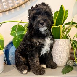 Mickey - Black phantom male Aussiedoodle puppy in Jackson, Tennessee from Dinah Doodles and Aussies