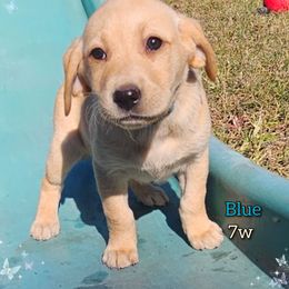 Blue - Yellow female Labrador Retriever puppy in Elloree, South Carolina from Moonlight Kennels LLC