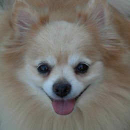Pomeranians from Trinity’s Hope