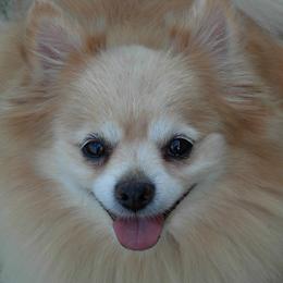Pomeranians from Trinity’s Hope