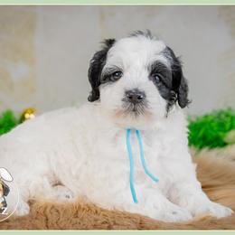 Ollie - Black and white male Cockapoo puppy in Connersville, Indiana from Deaz Doodle Ranch