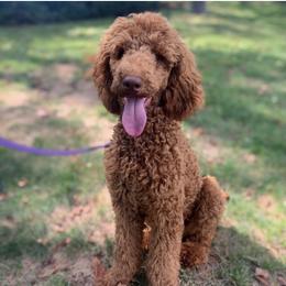 Leia - Poodle