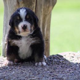 Vincent Blue - Black tan and white male Bernese Mountain Dog puppy in Winigan, Missouri from Home Sweet Bernese