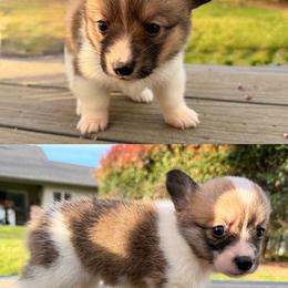 Girl 1 - Sable female Pembroke Welsh Corgi puppy in Snelling, California from A/L Corgi Canines