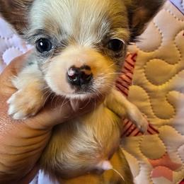 Marty - Merle male Chihuahua puppy in Amity, Pennsylvania from Baxters Chihuahuas